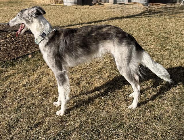 Photo of Kristull's Pigeon from Catori