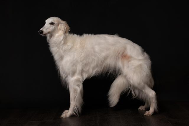 Photo of Kumbaya Kismet Starborough