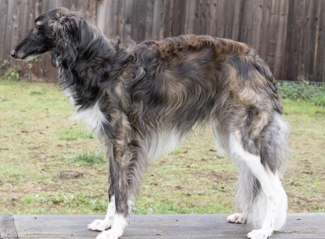 Photo of Luminous Golden Dragon