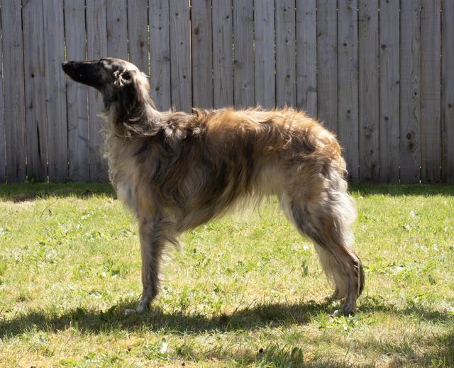 Photo of Luminous Ironstone Crown Jewel