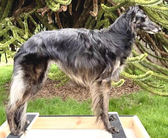 Photo of Luminous Pepita Canaa