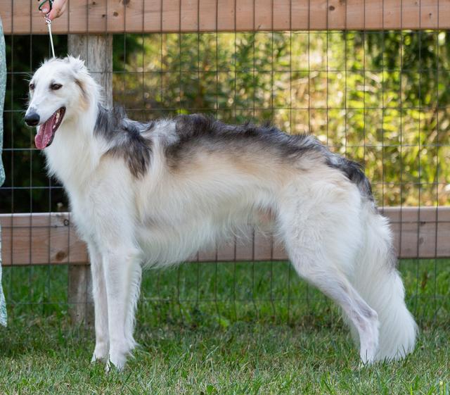 Photo of Melioris Ensifer