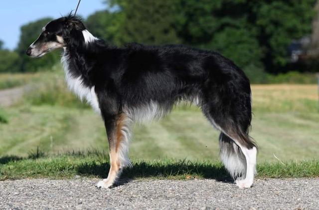 Photo of Morgandell Black Limousine