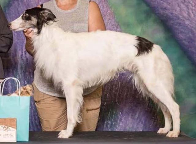 Photo of Morgandell Black Sails