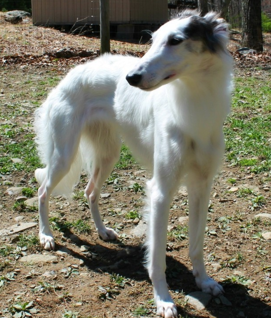 Photo of Morgandell Blacklight Kohana