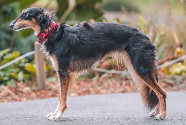 Photo of Morgandell Dark Victory