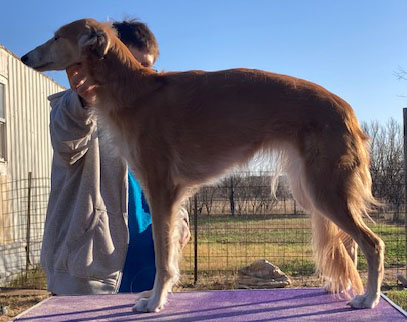 Photo of Morgandell Rosehill Mango