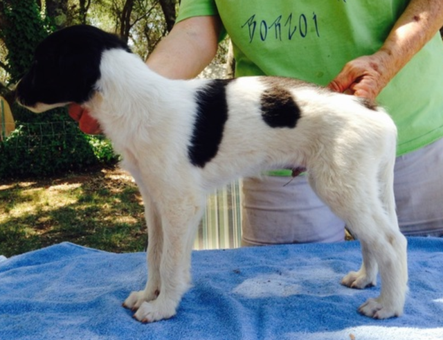 Photo of Morgandell Tchaikovsky