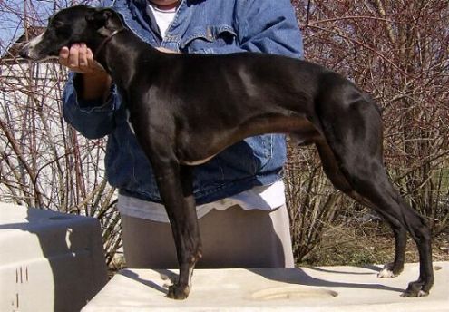 Photo of O'Run's Wandering Do Jo