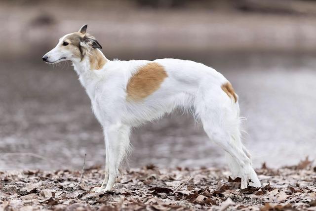 Photo of Oak Creek's Forged by Fire