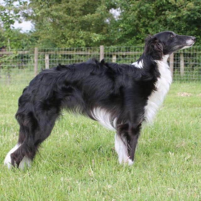 Photo of Pengybrook Endevor JustaMinx