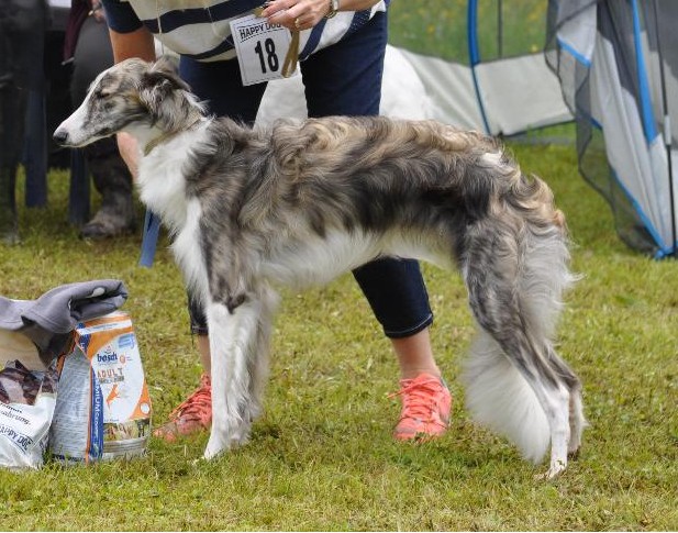 Photo of Pengybrook Endevor Justamazin