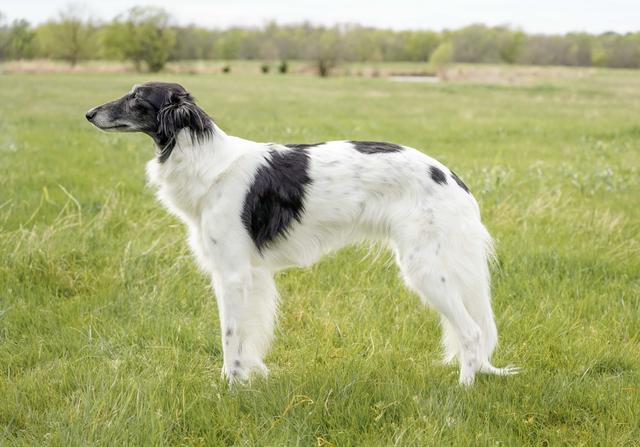 Photo of Perla Wayward Queen of Siendo