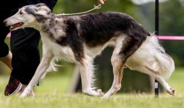 Photo of Pride's Teige by Cool Run