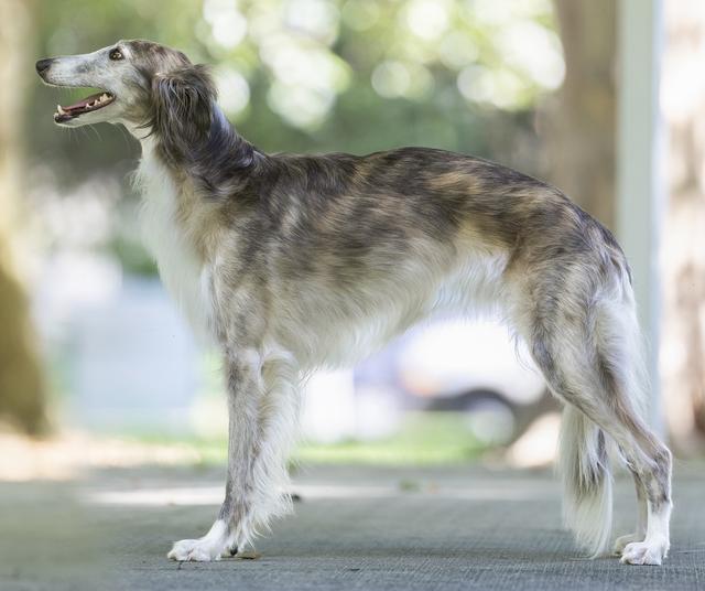 Photo of Regalant Earliglow