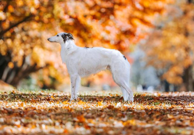 Photo of Regalant Lots to Say