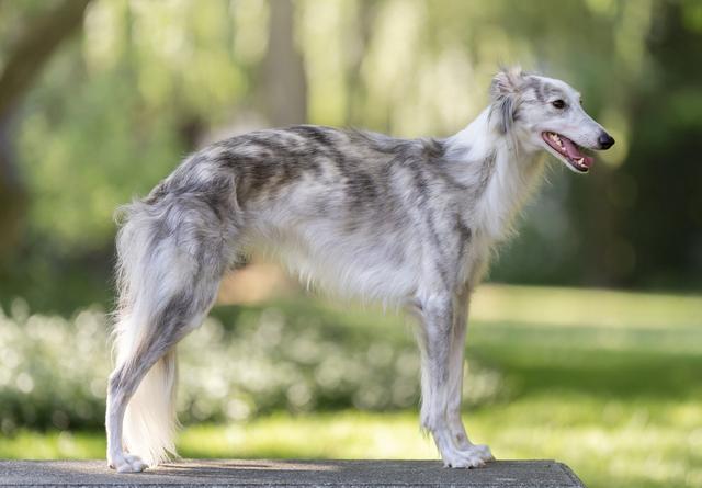 Photo of Regalant Mezza Luna