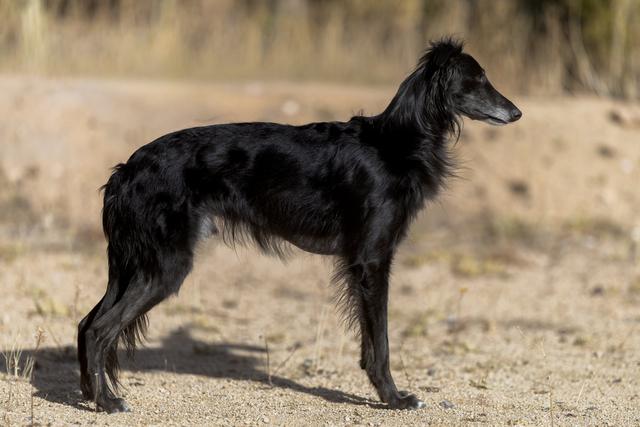 Photo of Regalant Point of Inquiry