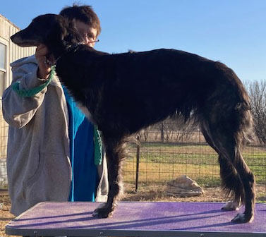 Photo of Rosehill Freyja