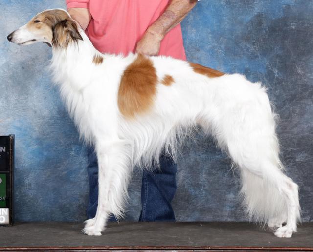 Photo of Rosehill Intrigue