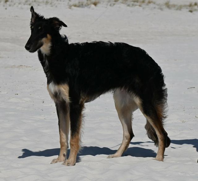 Photo of Rosehill Obviously Kristull