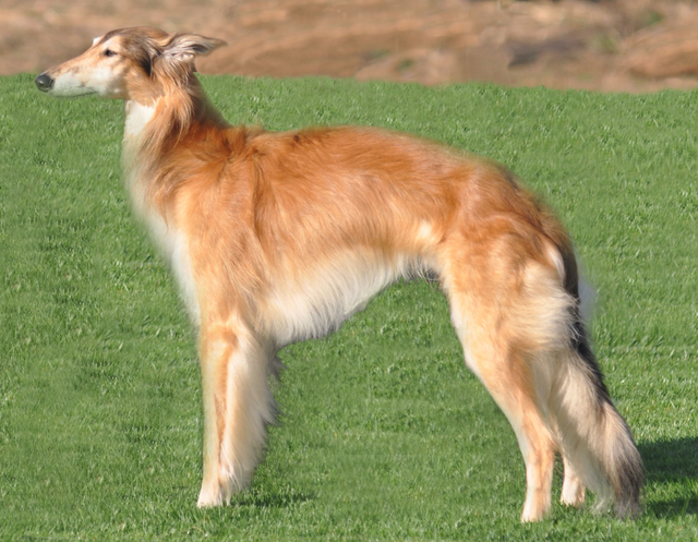 Photo of Rubia Ladder to the Moon