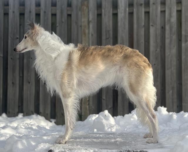Photo of Runways Queen of Hearts