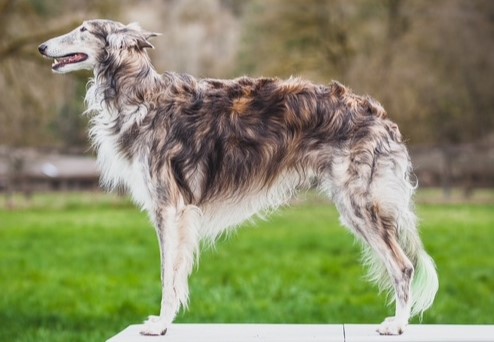 Photo of Satsuma Darrin Stephens