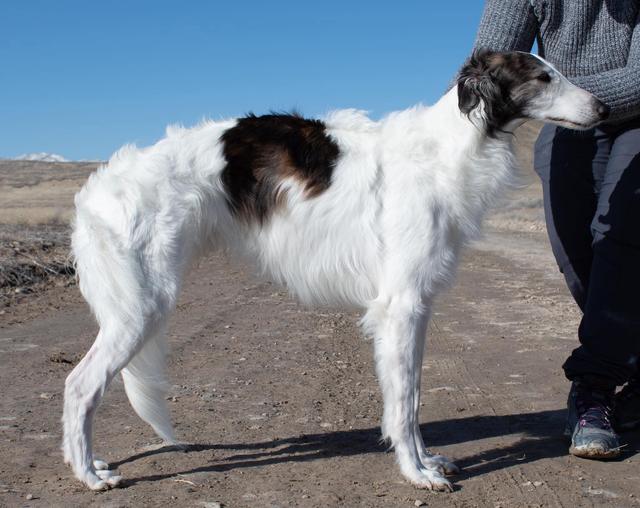 Photo of Satsuma Egeus