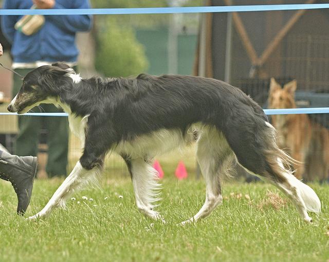 Photo of Satsuma Erte