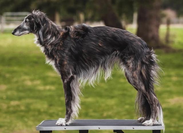 Photo of Satsuma Joy To The World