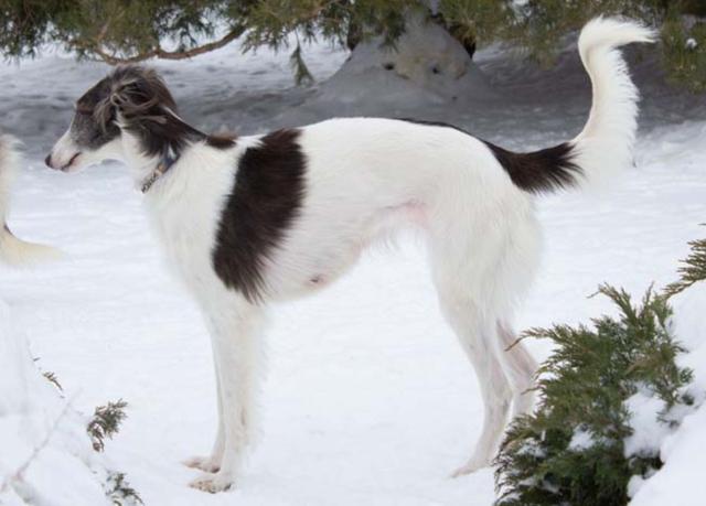 Photo of Satsuma Modern Love