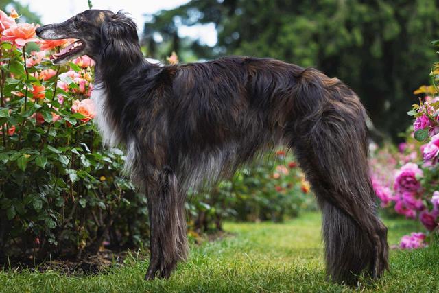 Photo of Satsuma Motley Crue