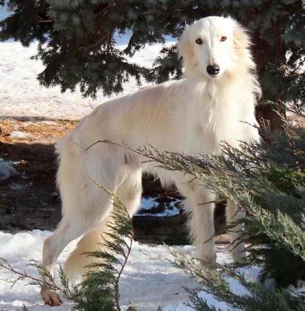 Photo of Satsuma Mysterious Ways