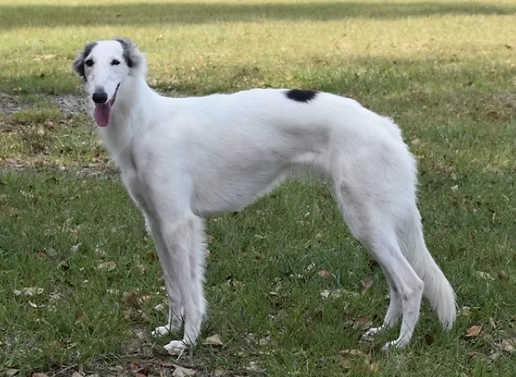 Photo of Satsuma SugarBunnies