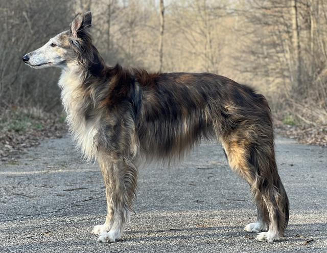 Photo of Satsuma Tweedledee