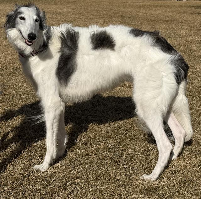 Photo of Satsuma Vixen