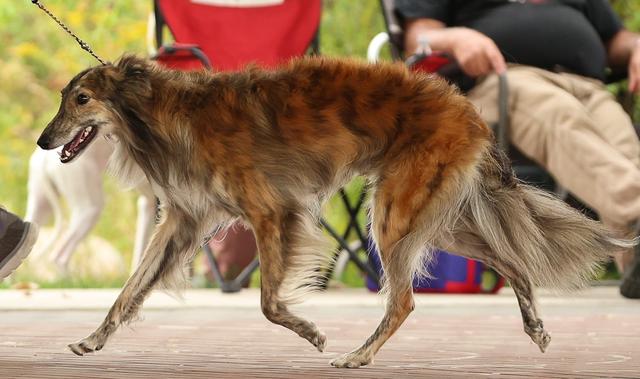 Photo of Secret Haven's Fernando