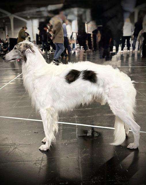 Photo of Secret Haven's Moody Tools