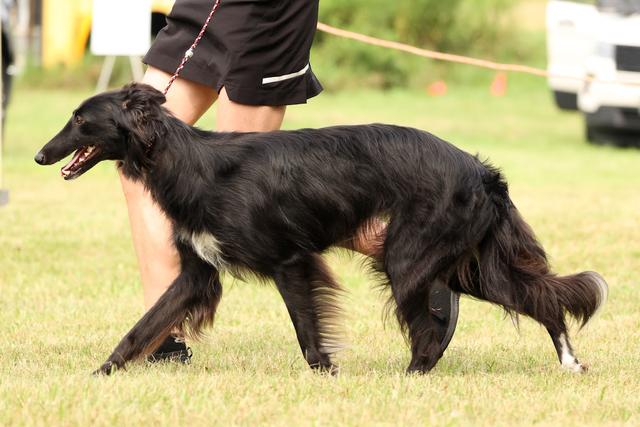 Photo of Secret Haven's Precious Nugget