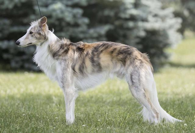 Photo of Sigil Buddha's Hand Lemon