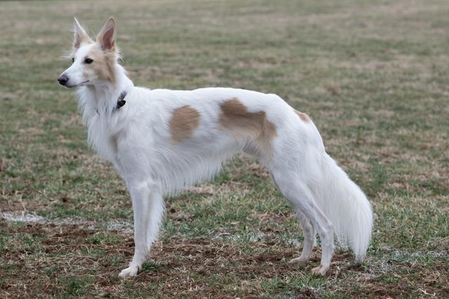 Photo of Sigil Yen Ben Lemon