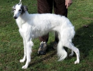 Photo of Silk Run's Persian Mystique