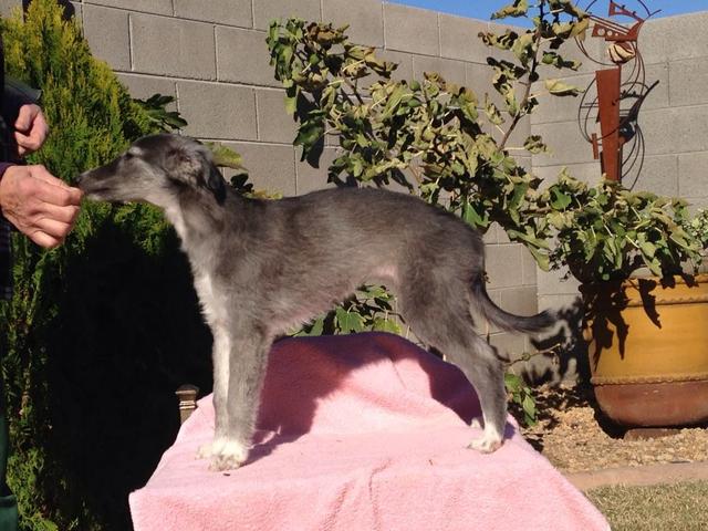 Photo of Silk Run's Spirit of Asia