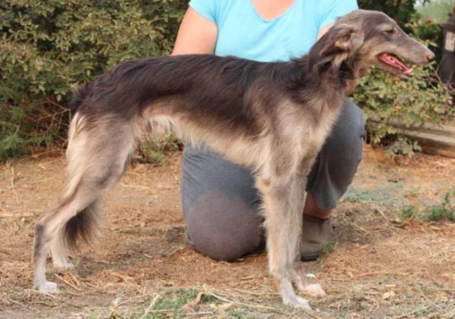 Photo of Silk Run's Wall St Journal