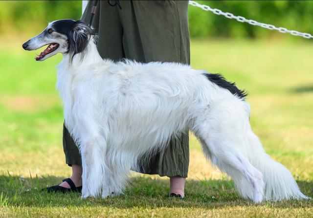 Photo of Silken Mythology Ebisu