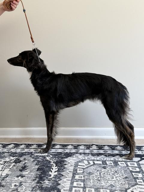 Photo of Solo's Life on the Moon