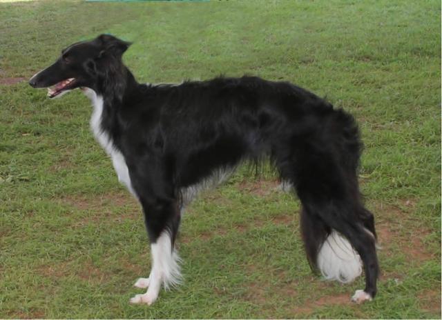 Photo of Starborough Icelollie