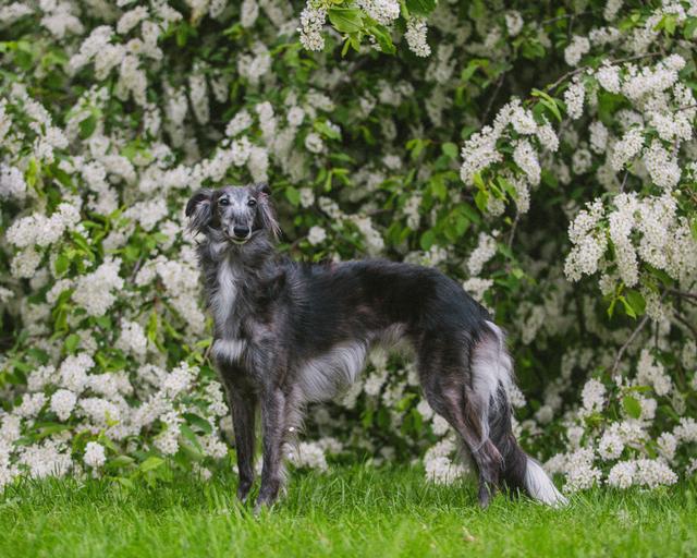 Photo of Starcastle Hound's MoonGoddess