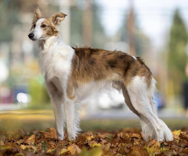 Photo of Starfyre InPhenite Legacy